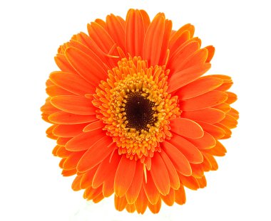 Gerbera