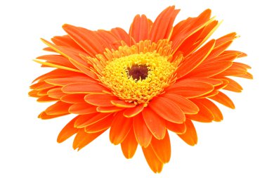 Gerbera