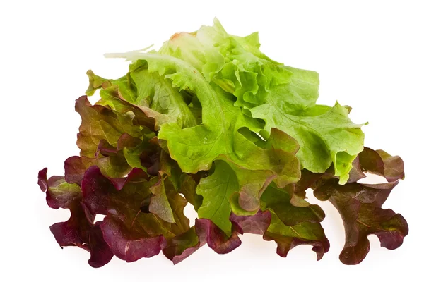 stock image Lettuce