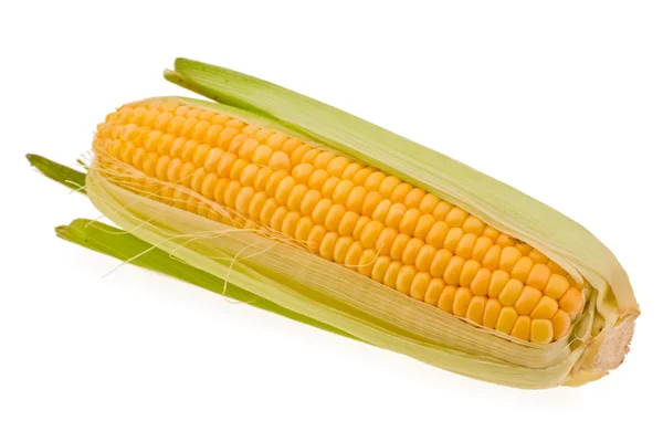 Cob of the ripe young corn — Stock Photo, Image