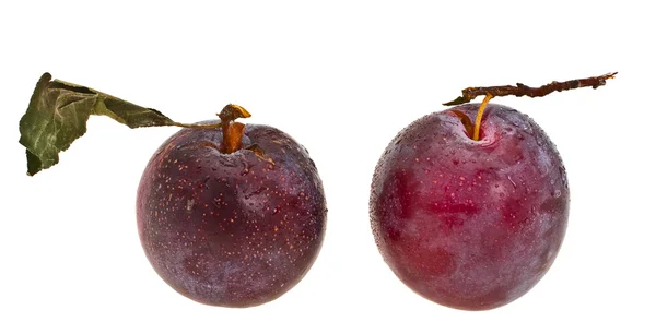 Deux prunes mûres sur fond blanc — Photo