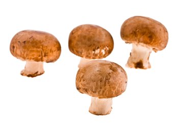 Wood mushrooms clipart