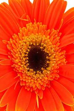 Gerbera