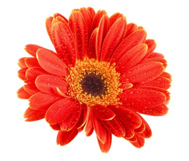 Gerbera