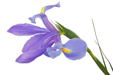 Iris flower clipart