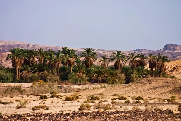 Palmeras datileras en un oasis del desierto árabe —  Fotos de Stock