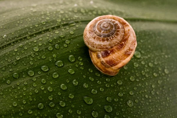 Snail covered by drops of water on a green leaf — Stock Photo, Image