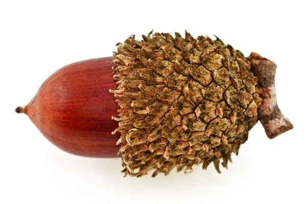 Mature small acorn close-up on a white background — Stock Photo, Image