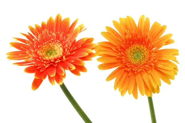 stock image Autumn flowers