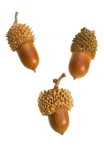 Volwassen kleine acorn close-up op een witte achtergrond — Stockfoto