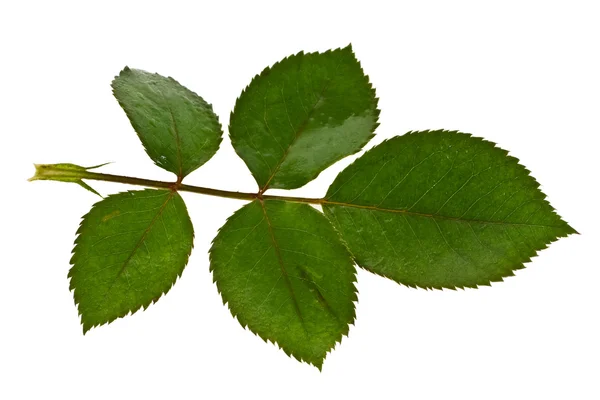 stock image Foliage