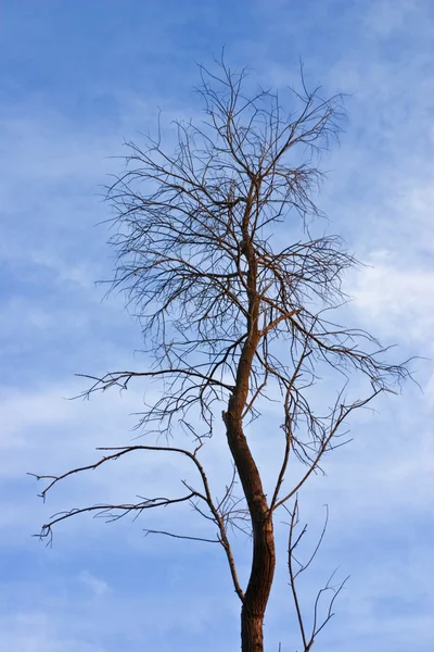 stock image Dry tree