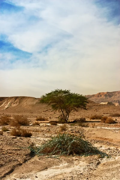 Desierto árabe —  Fotos de Stock