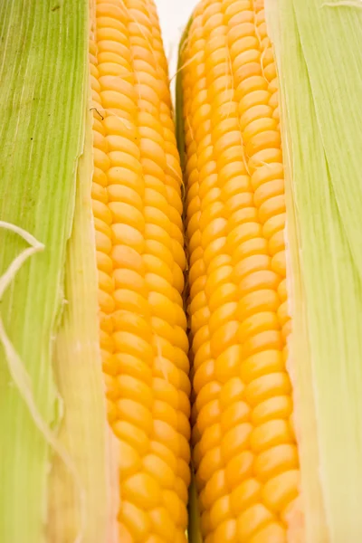 Kukorica Stock Kép