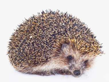 Hedgehog clipart