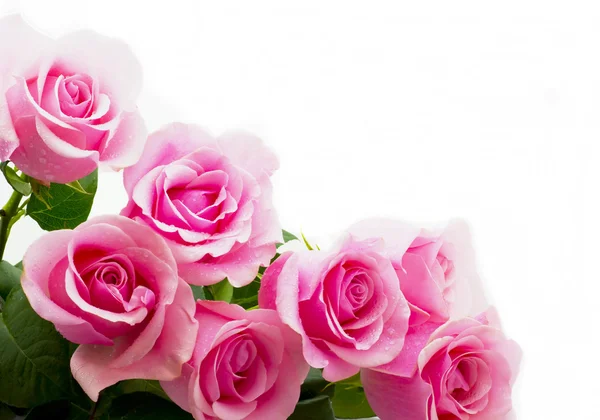 Rózsaszín rózsák Stock Kép