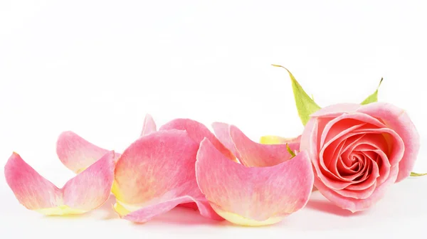 stock image Rose isolated