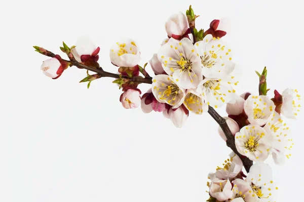 stock image Cherry blossoms