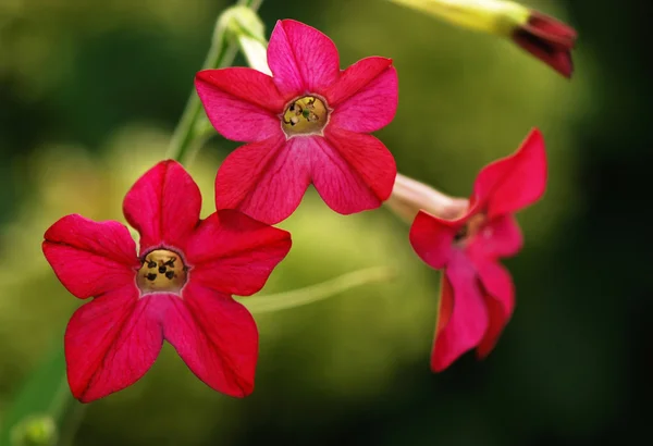 stock image Pink flowers