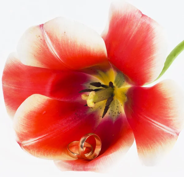 Тюльпан і кільця — стокове фото