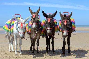 Donkeys at a beach resort clipart