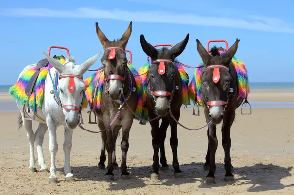 Donkeys at a beach resort — Stock Photo, Image