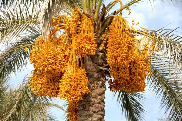 Rijpe datums op een palmboom — Stockfoto