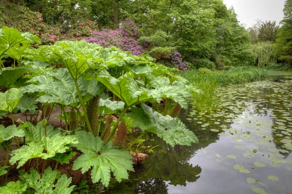 Lake scen med exotiska växter — Stockfoto