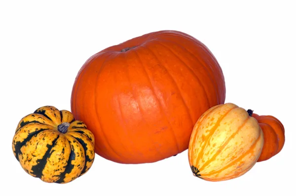 Pumpkins isolated on white — Stock Photo, Image