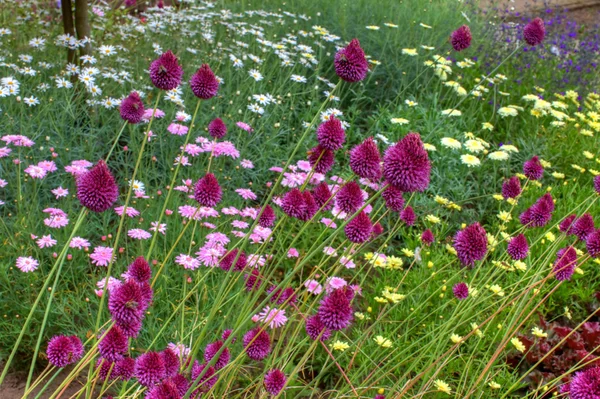 Цветы в английском саду — стоковое фото