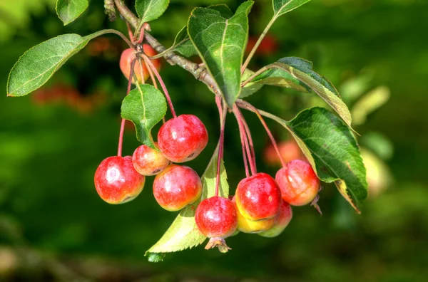 Crabapples — Stockfoto