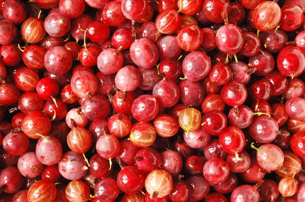 Un sacco di uva spina — Foto Stock
