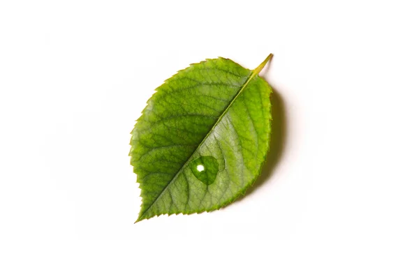 Leaf isolated on white — Stock Photo, Image