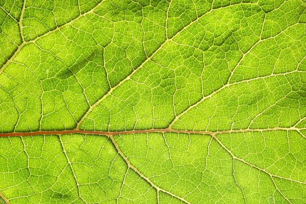 stock image Leaf texture