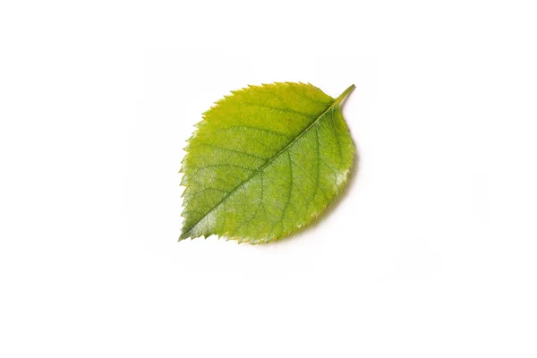 stock image Leaf isolated on white