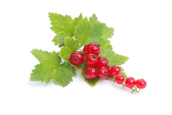 Red currant isolated on white — Stock Photo, Image