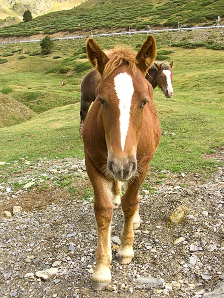 stock image Brown horse portrait