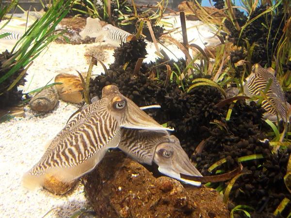 Cuttlefish close up. Underwater aquatic life — Stock Photo, Image