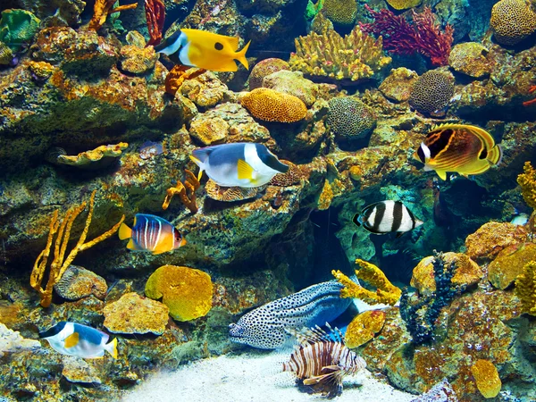 Vita acquariologica colorata e vibrante — Foto Stock