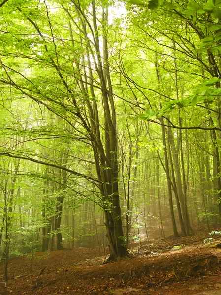 Yeşil ve vahşi doğa, orman, İspanya (İspanya) — Stok fotoğraf