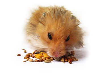 Hamster close up clipart