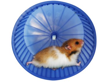 Hamster in a wheel clipart