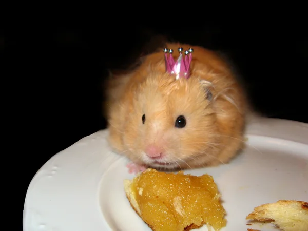 Cute hamster with a crown — Stock Photo, Image