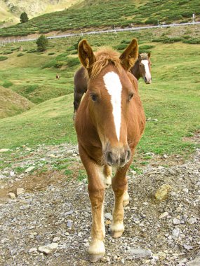 Brown horse portrait clipart