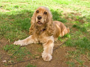 Amerikan cocker spaniel Bahçe