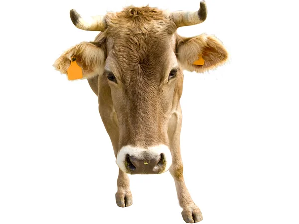 Vaca de perto — Fotografia de Stock