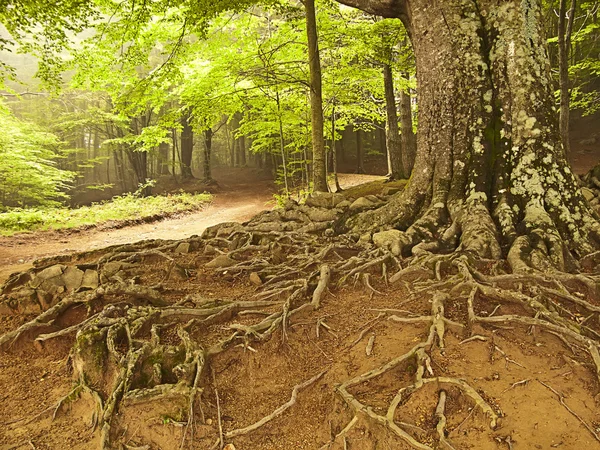 Büyük ağaç kökleri bir ormandaki (İspanya) — Stok fotoğraf