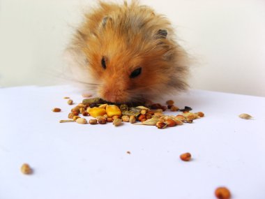 Hamster eating clipart
