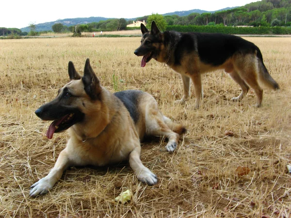 Dois cães pastor alemão — Fotografia de Stock