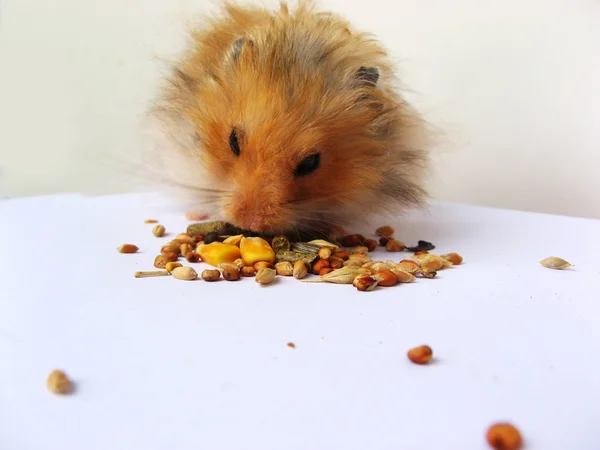 Hamster eating — Stock Photo, Image